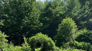 A dense forest with a variety of trees and shrubs. - Year Round Mountain Retreat (Putney)