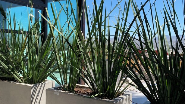 Un edificio moderno con amplias ventanas y techo de madera. Hay macetas de hormigón con plantas verdes altas frente al edificio.