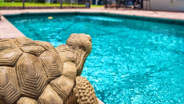 A stone turtle statue by a pool with a clear view of the pool's edge and a patio area in the background.