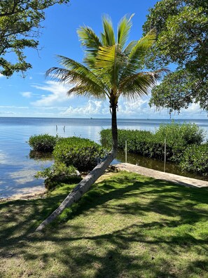 Una palmera en un área con césped, con vista despejada al agua y barcos a lo lejos.