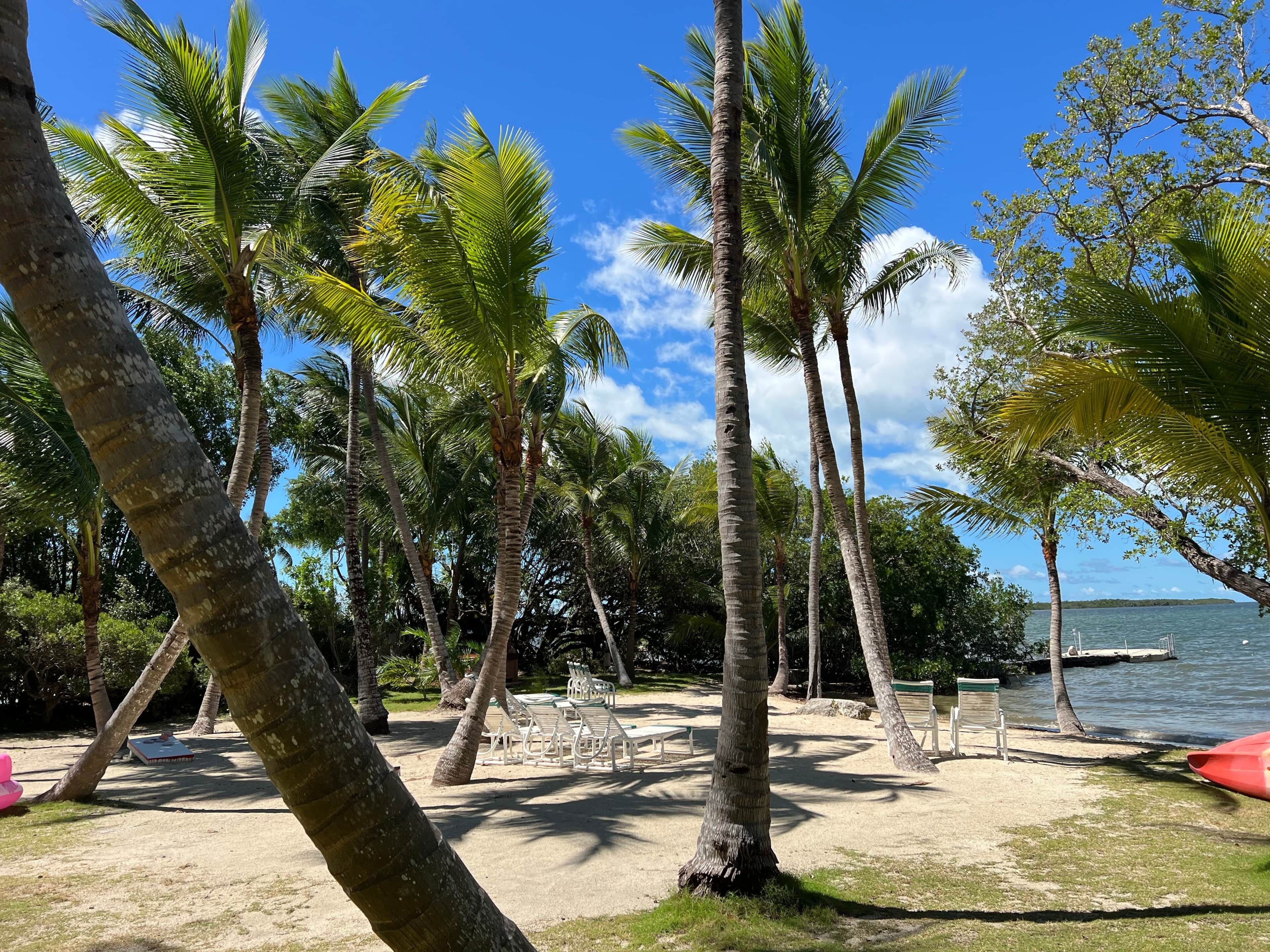 Ein Strand mit Palmen, einem Sandbereich und einer Anlegestelle am Wasser.
