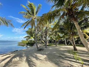 Una playa con palmeras y una vista despejada del océano.