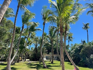 Un jardín tropical con palmeras y un edificio al fondo.