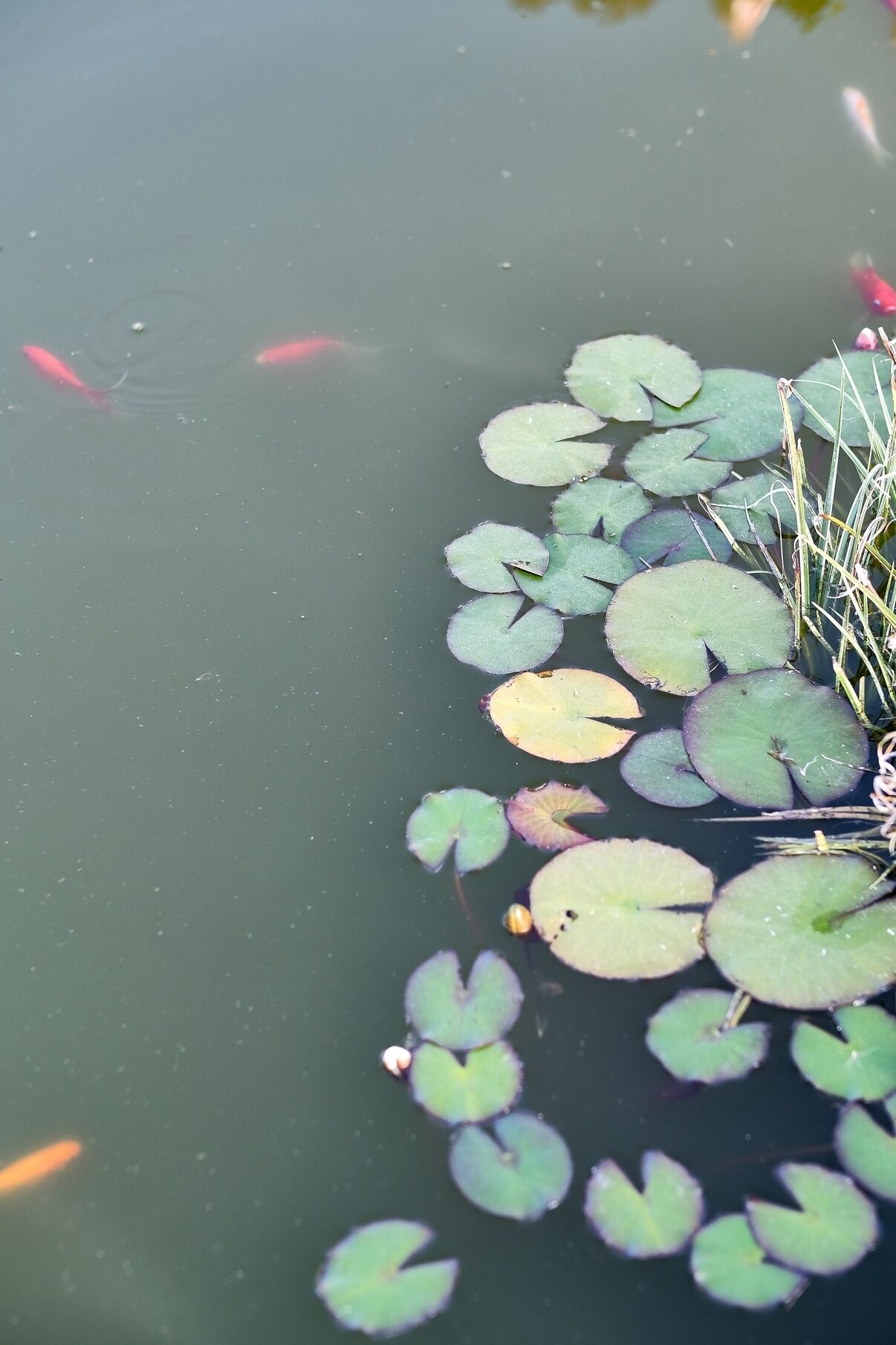 Photo - Aldeia da Quinta do Paço - Turismo rural Santo Tirso