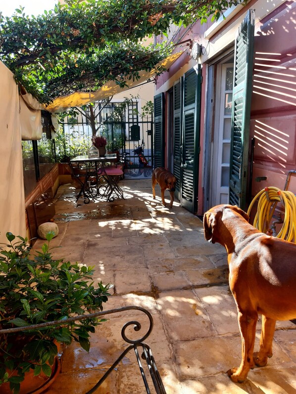 A courtyard with a table and chairs, a dog, and a yellow hose.