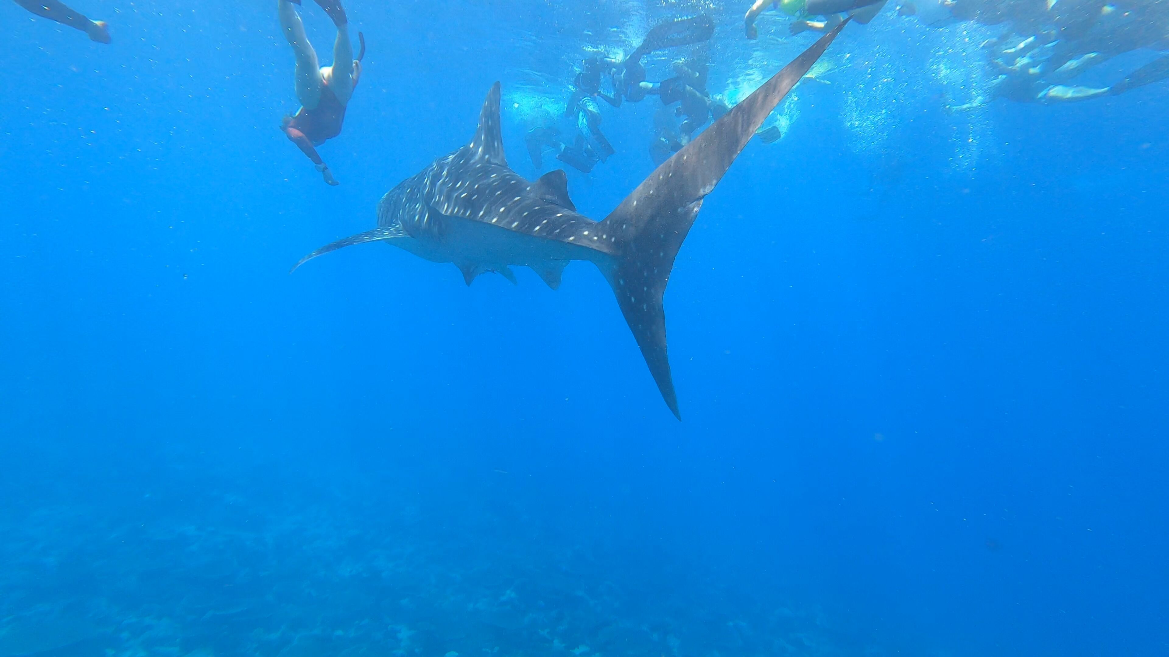 Foto - Dhangethi INN