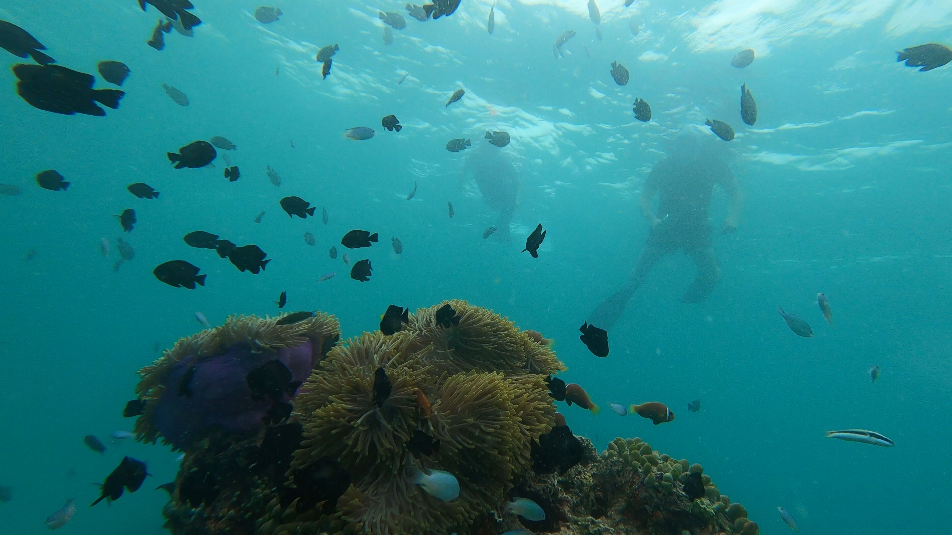 An underwater scene with a diver and various fish swimming around coral formations.