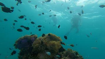 An underwater scene with a diver and various fish swimming around coral formations.