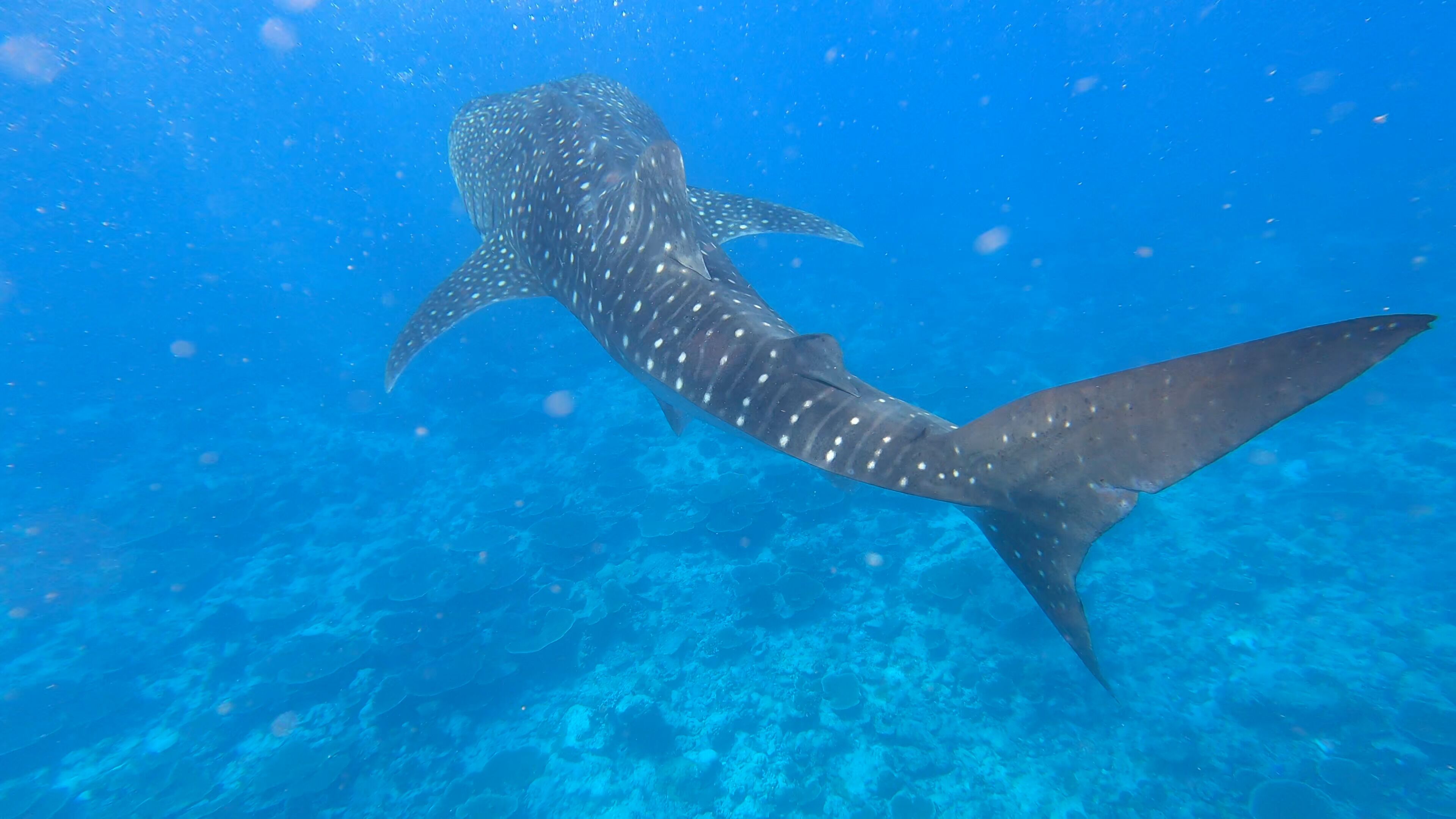 Foto - Dhangethi INN