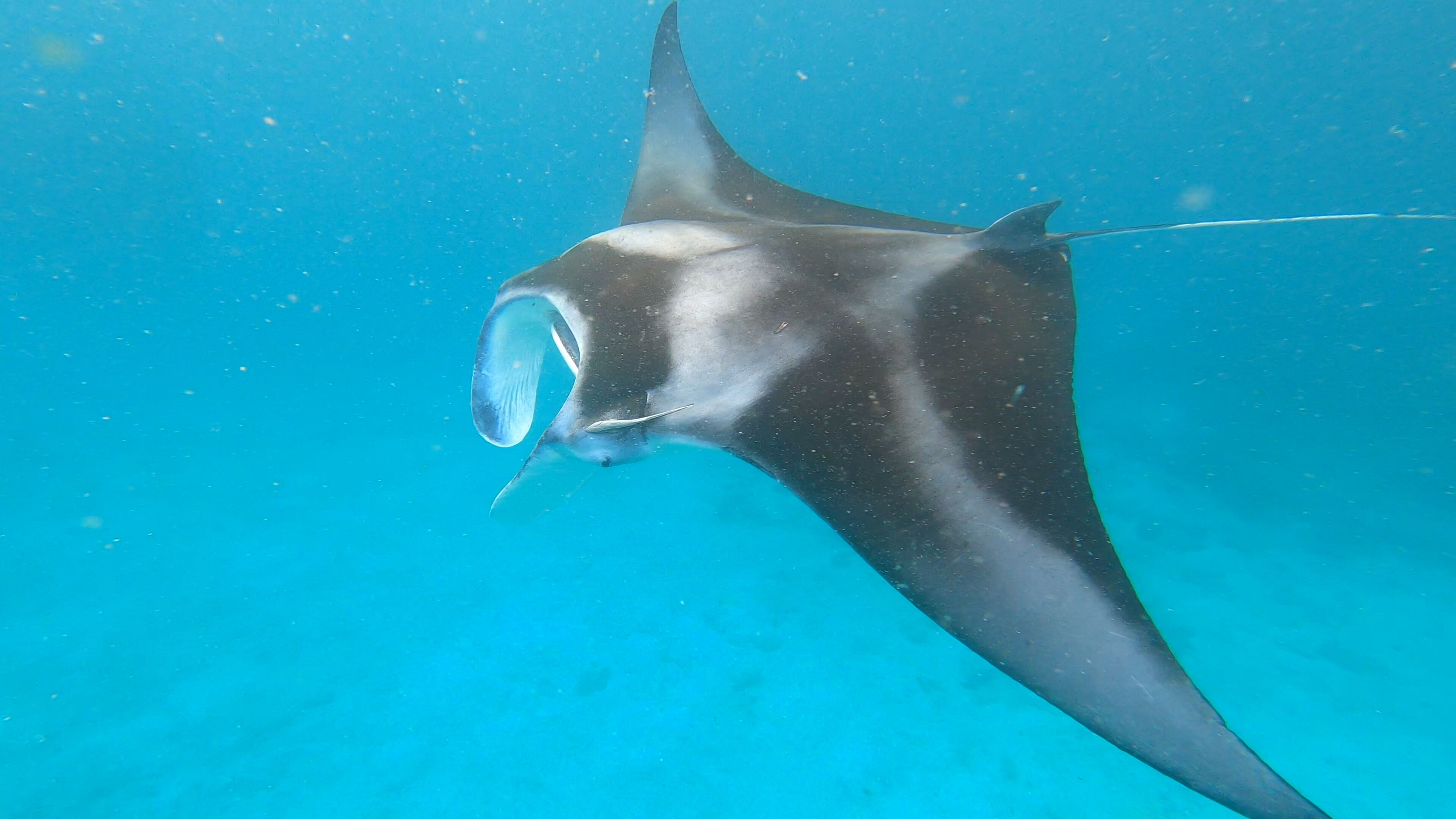 Foto - Dhangethi INN