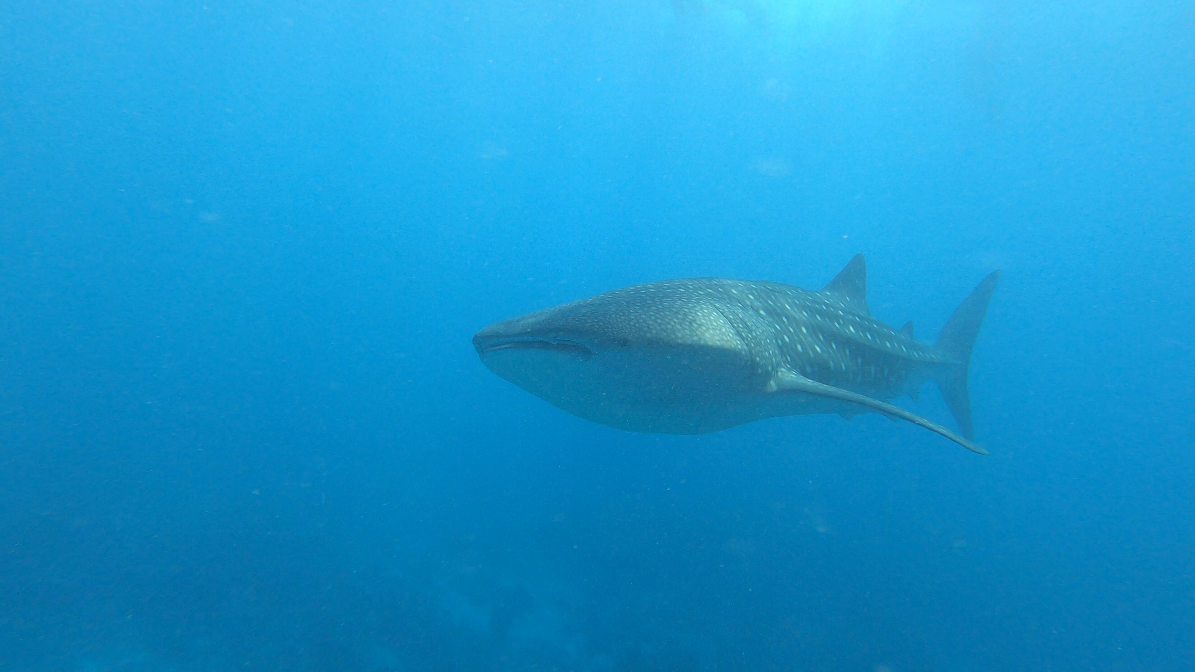 A large fish swimming in clear blue water.