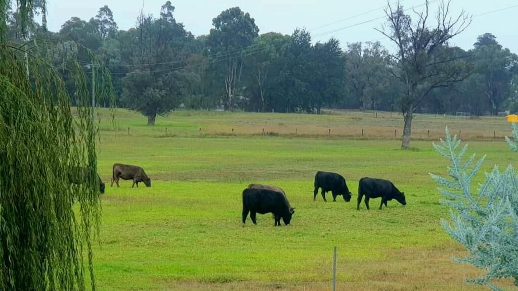A grassy field with four cows grazing.