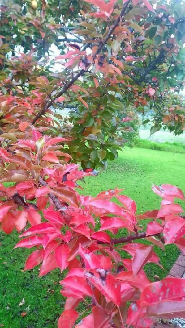 Un jardín con follaje rojo y verde, un sendero y una zona cubierta de césped.