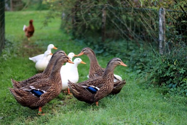 A group of ducks and geese in a grassy area with a fence in the background.