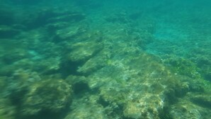 An underwater view of a rocky seabed with marine vegetation.