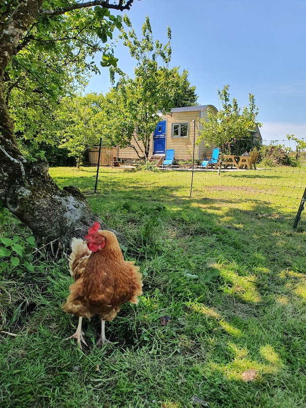 A chicken in a grassy area with a wooden house and a blue door in the background.