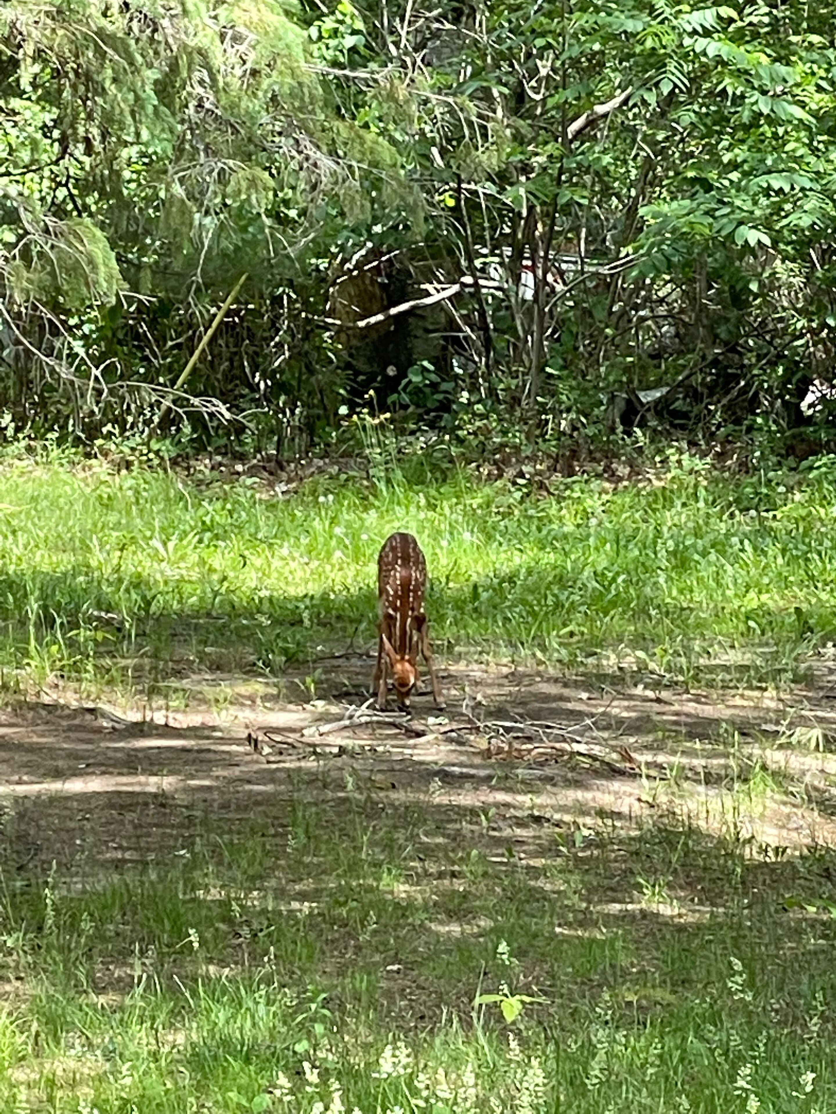 A deer in a natural setting with dense foliage and grass.