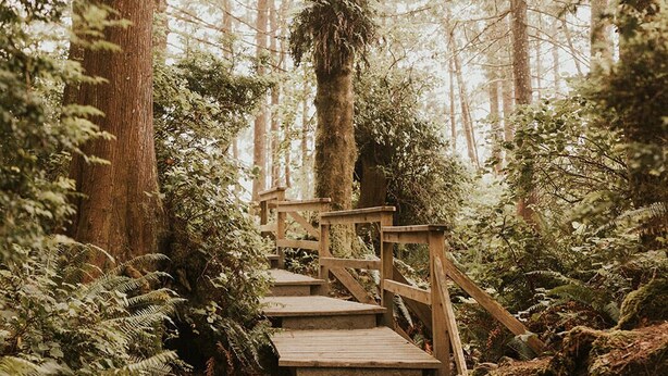 Una escalera de madera que asciende por un sendero boscoso, rodeada de altos árboles y helechos.