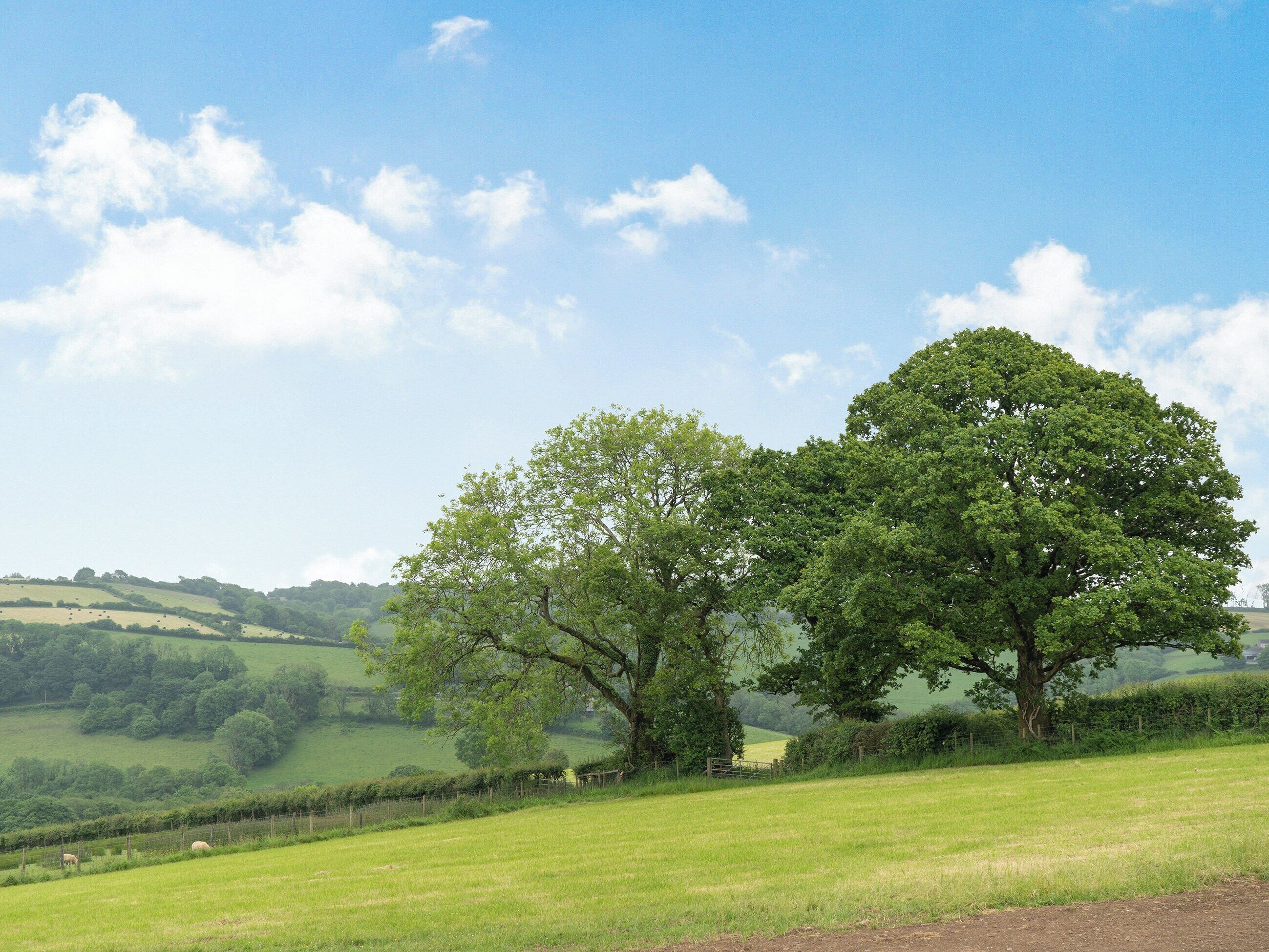 Un paysage rural avec des collines douces, un grand arbre et une clôture.