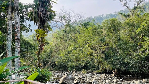 Una terraza de madera con vistas a un arroyo rocoso, con abundante vegetación y árboles al fondo.