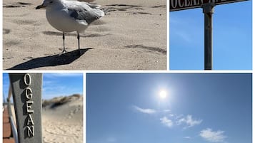 Escena de playa con gaviotas, un letrero que dice 'Main Avenue Ocean Avenue' y un cartel que indica 'Ocean Grove'.