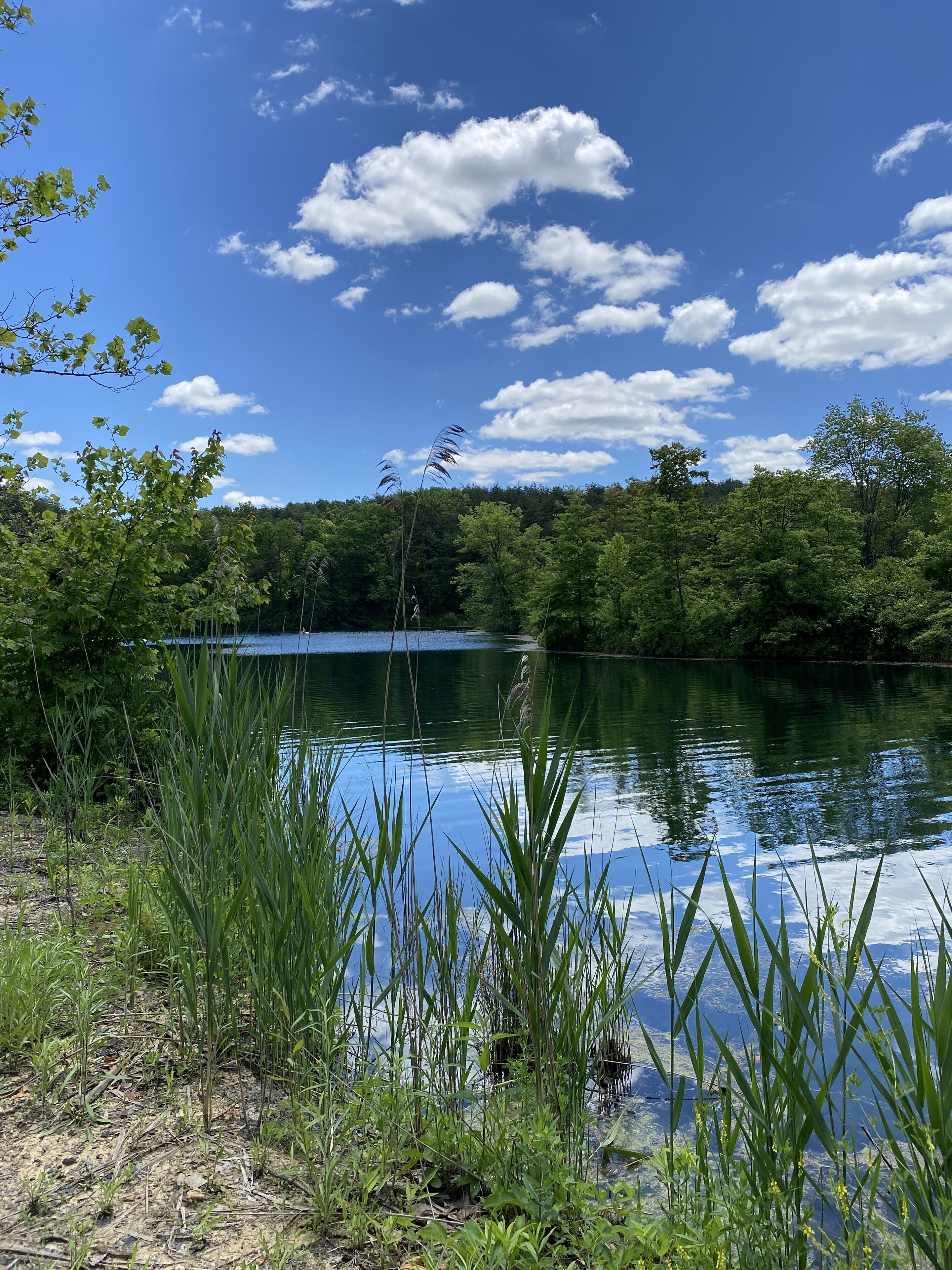Una vista tranquila del lago, con abundante vegetación y un cielo azul despejado.