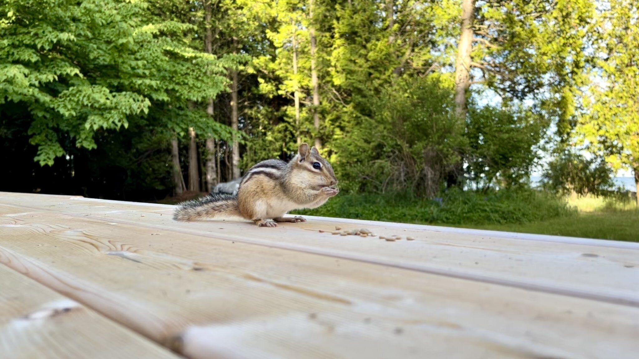 A chipmunk on a wooden picnic table with trees in the background.