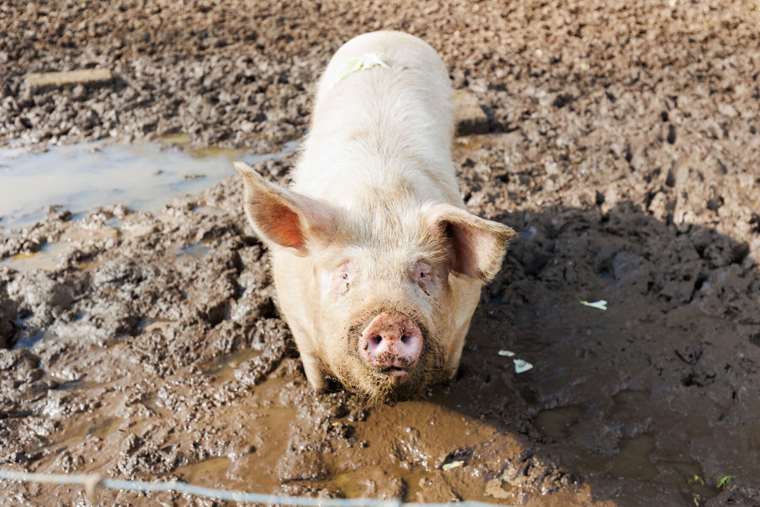 A pig standing in muddy water.