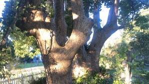 Un gran árbol con tronco y ramas gruesas, rodeado de follaje verde denso y una cerca blanca al fondo.