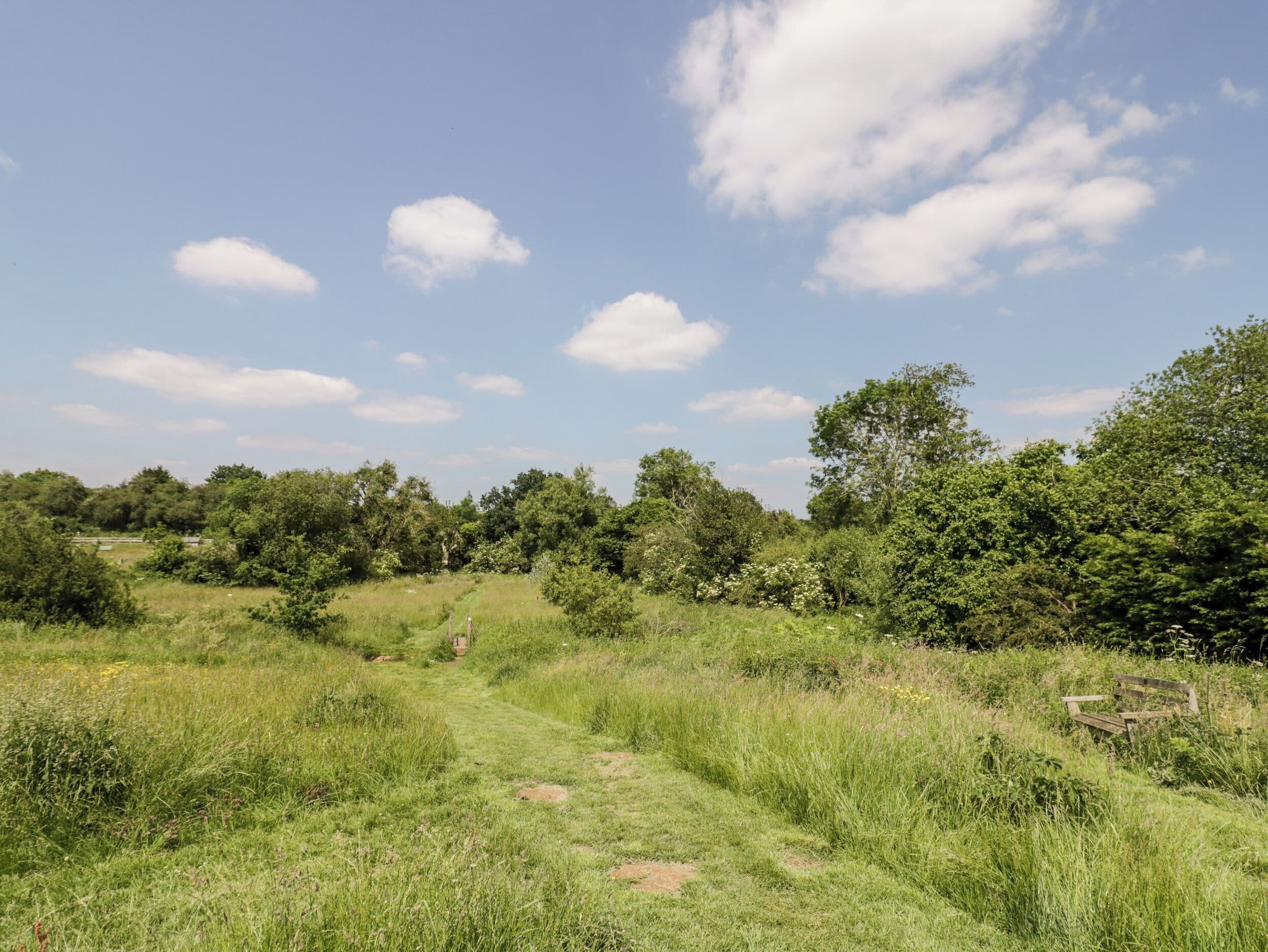 Un campo cubierto de hierba con un sendero que lo atraviesa, rodeado de árboles y arbustos.