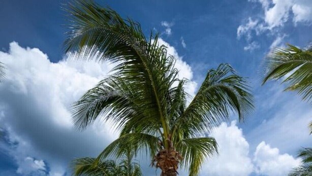 A beach with palm trees and a thatched umbrella. - Family Dominicus Apartment - Bayahibe (Bayahibe)