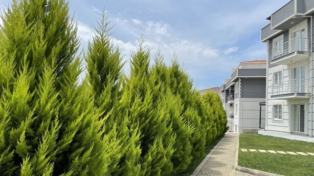 A row of evergreen trees lining a paved walkway beside a modern apartment building. - Sidelya Apart (Gökçeada)