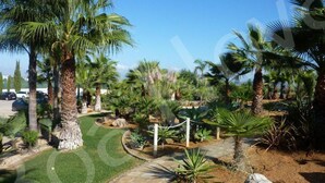 A landscaped garden with palm trees, a stone pathway, and a small pond.