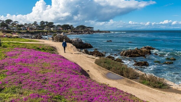 A coastal path with purple flowers, a person walking, and a clear blue sky.