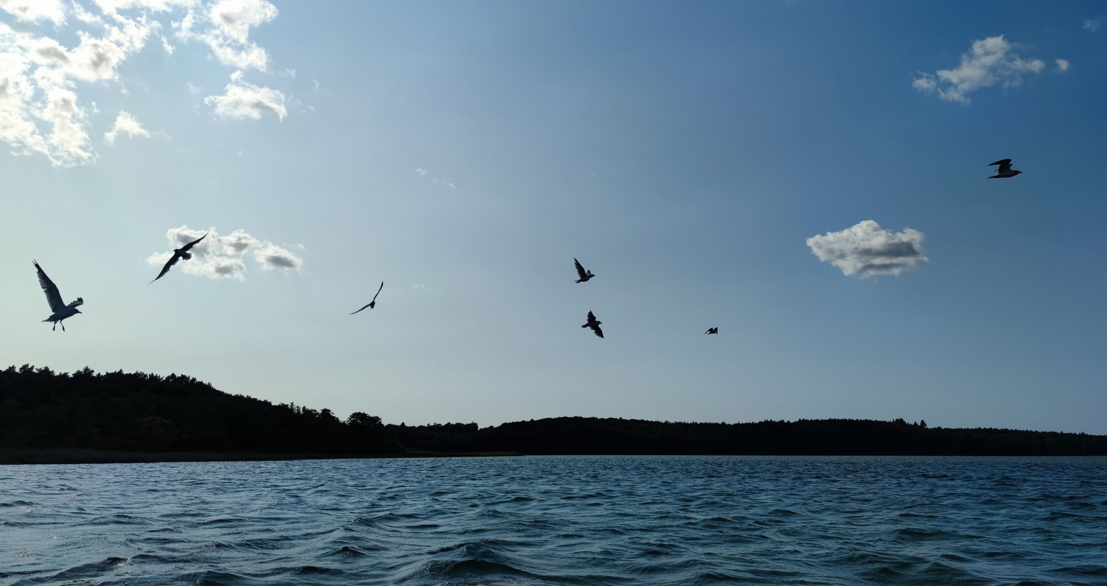 Massa de água com várias aves voando acima.