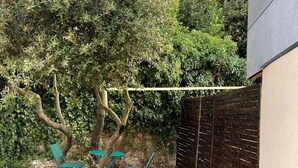 Eine Holzterrasse mit grünen Stühlen und einem Baum.