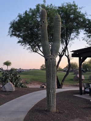 Un cactus en un área ajardinada con un sendero pavimentado, un pabellón y un árbol al fondo.