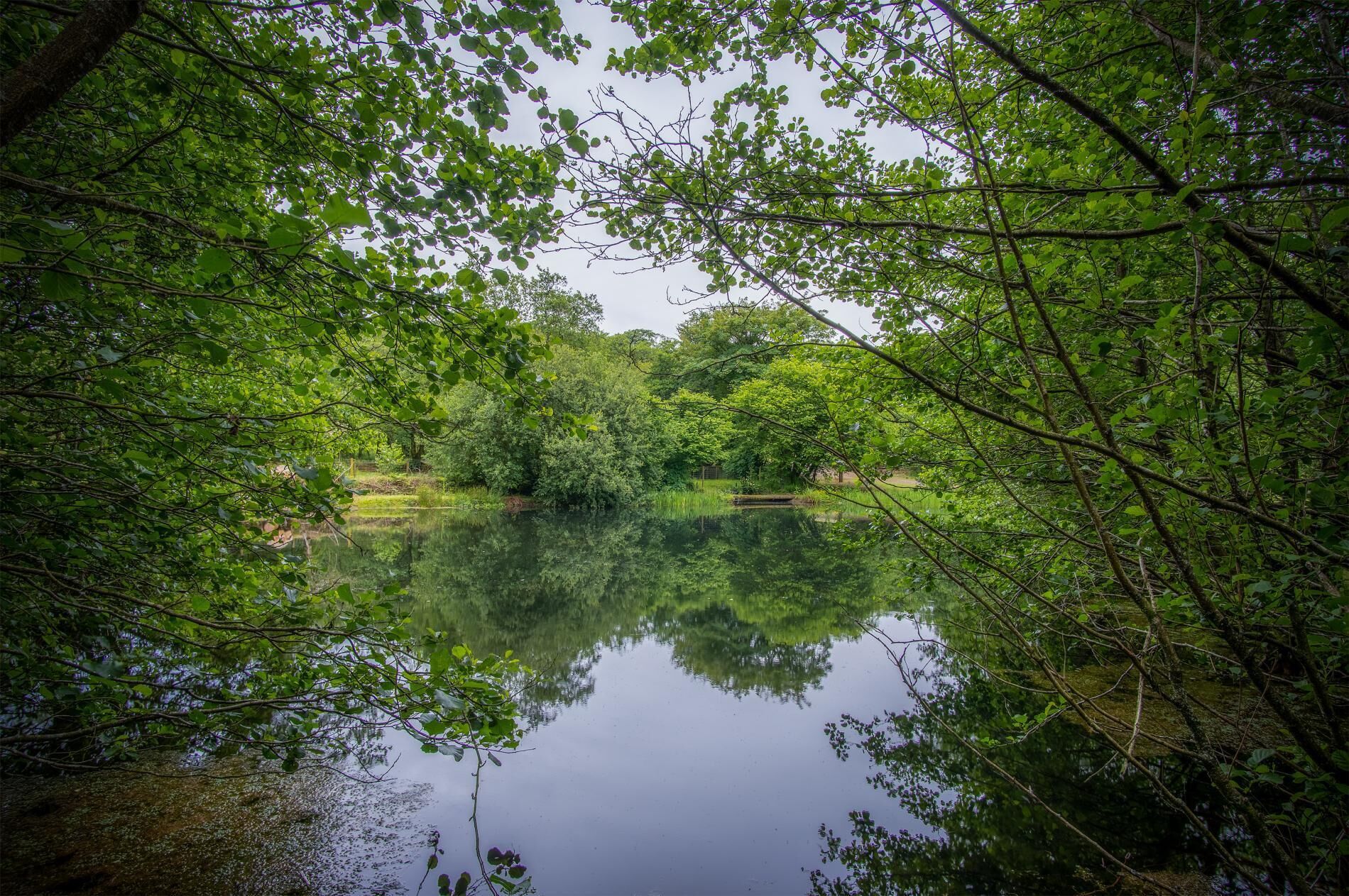 Un lac paisible, entouré d’une végétation luxuriante et d’arbres dont le reflet se mire dans l’eau calme.