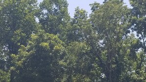 Una petita construcció de fusta amb un teulat triangular en una zona verda envoltada d'arbres.