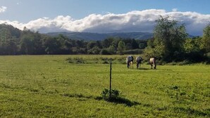 Camp verd amb tres vaques brama, cel clar i muntanyes a la llunància.