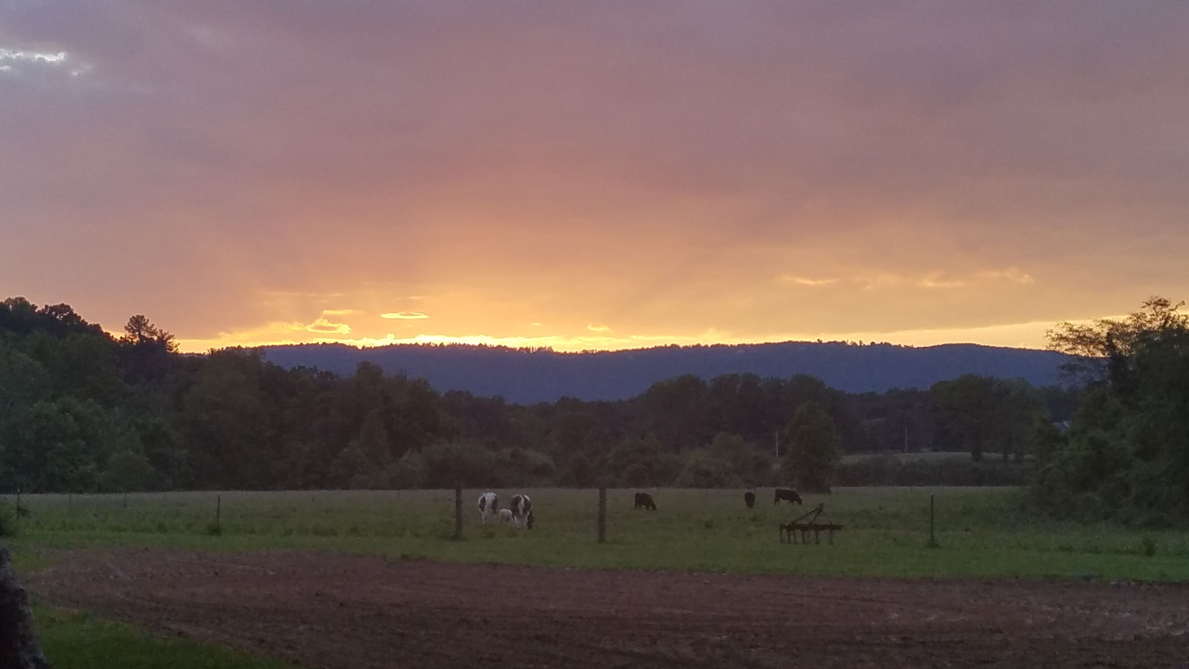 A rural landscape with a sunset, a field with grazing animals, and a distant mountain range.