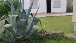 Un grand agave dans un jardin, avec un bâtiment blanc en arrière-plan.