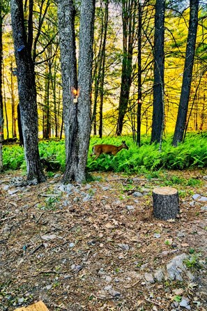 Overnatningsstedets område