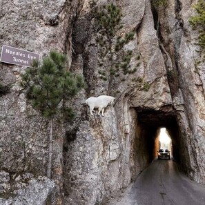 Ein Tunnel mit einem Schild, auf dem 'Needles Eye Tunnel' steht, und einem Schwein an der Felswand.