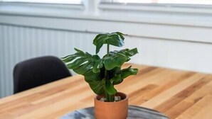 A wooden table with a potted plant on a marble coaster. - ⁂Centrally Located⁂Close to Downtown⁂Stocked Kitchen⁂ (Rapid City)