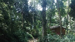 A narrow concrete path in a forested area with dense foliage on both sides. - Big Island Longa Beach. (Angra dos Reis)