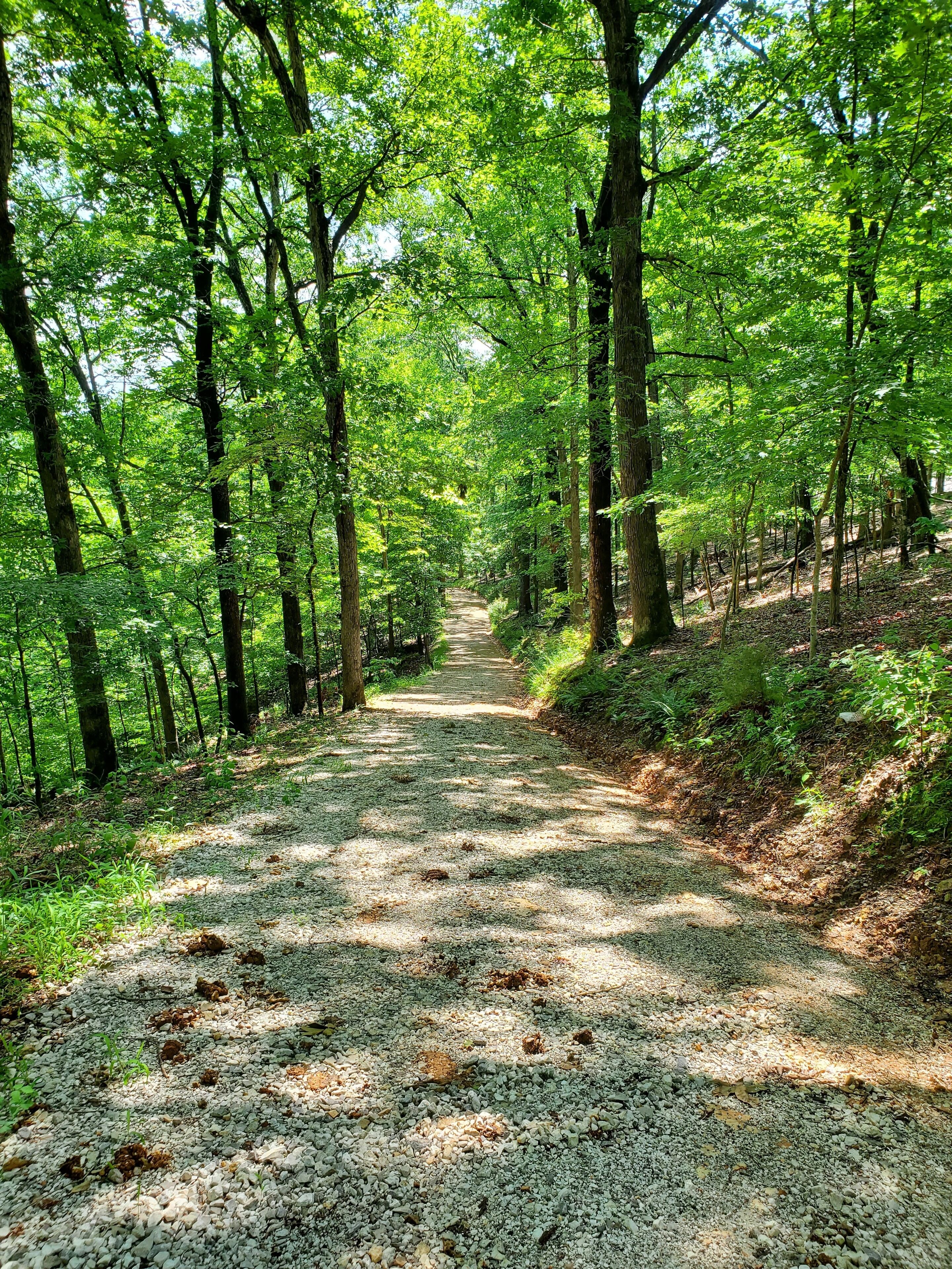 A gravel path through a forest with tall trees and dense foliage.