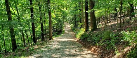 A gravel path through a forest with tall trees and dense foliage.