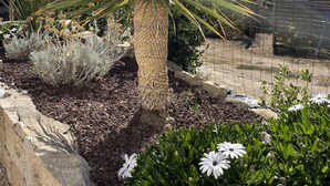 Un jardín con una planta alta y texturizada, flores blancas y un cielo azul claro.