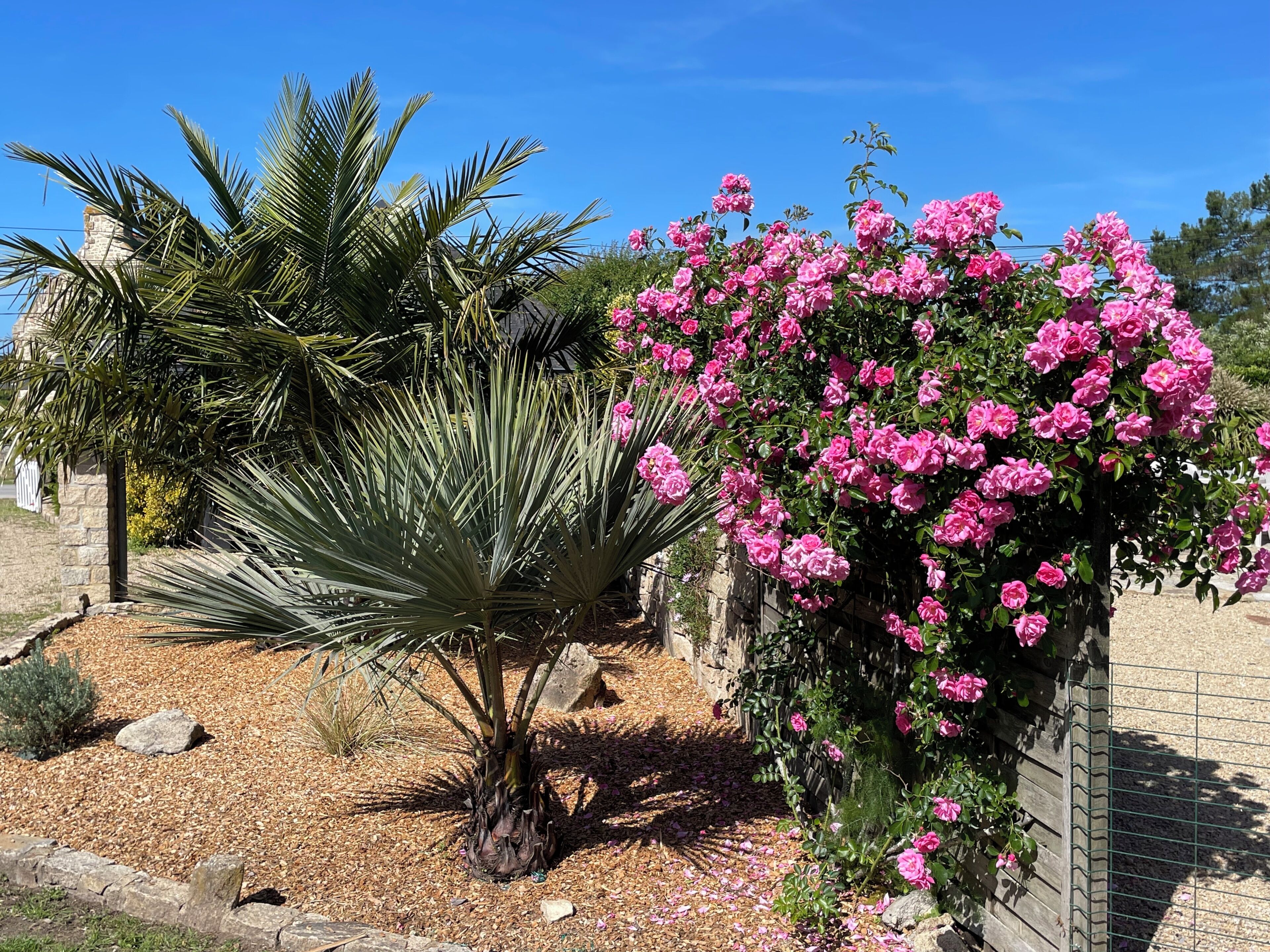 A garden with a palm tree and pink flowering plants.